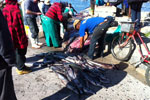 Cuda 2, South Africa Fishing Charters, Hermanus