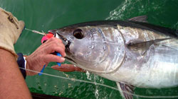 Cuda 2, Hermanus Fishing Charters